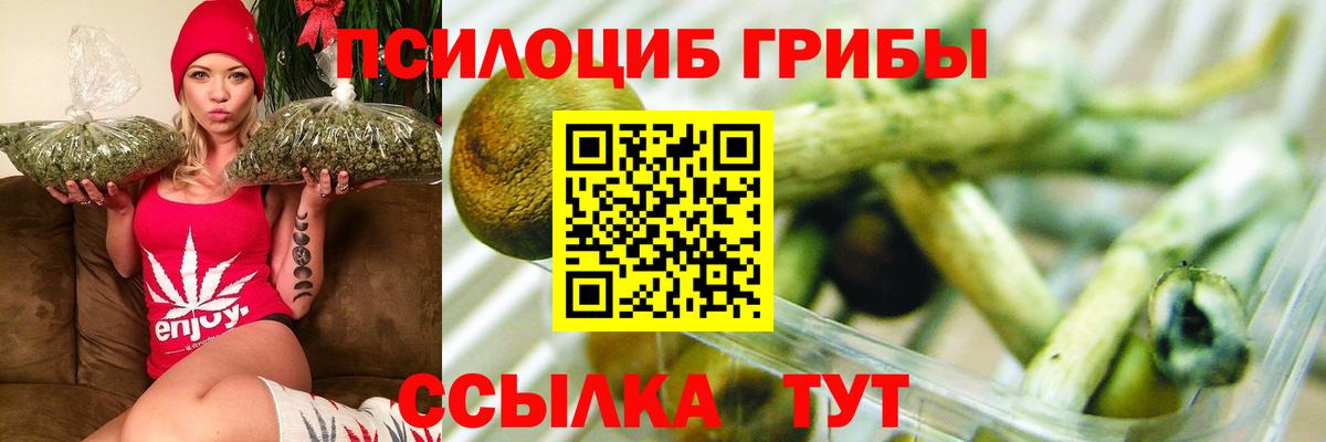 Псилоцибиновые грибы Psilocybe Новоалтайск